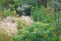 Melianthus major in a border with Hordeum jubatum - Foxtail Barley - and Thalictrum. 