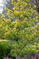 Pinus strobus 'Louie' - Weymouth Pine