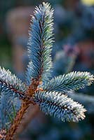 Picea pungens - Colorado spruce