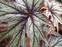 Begonia 'Cosmic Boswell'