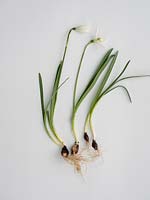 Bulbs, flowers and leaves of Galanthus nivalis - Snowdrops
