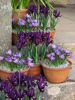 Individually planted spring terracotta pots with Crocus and Iris reticulata. 