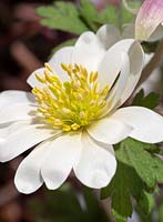 Anemone blanda - Winter Windflower
 
