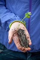 Person holding sweet pea plugs ready to plant out in hand. 