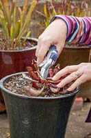 Person cutting back pot grown Sarracenias with secateurs. 