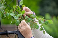 Woman tying in new growth of climbing roses in spring.