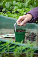 Woman sowing lettuce seeds in a pot in the greenhouse. 