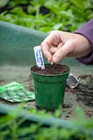 Woman sowing courgette seeds in a pot in the greenhouse.
