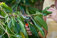 Pruning a Prunus - cherry tree. Shortening a side shoot with secateurs