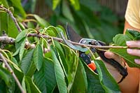 Pruning a Prunus - cherry tree, using secateurs to shorten a side shoot