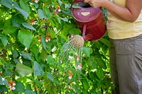 Watering Phaseolus coccineus - runner bean - flowers to help them set