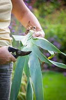 Trimming foliage with secateurs after lifting and dividing iris 