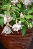 Fuchsia 'Annabelle' in a hanging basket