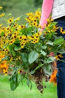 Digging up and moving a perennial - Rudbeckia - whilst plant in flower.