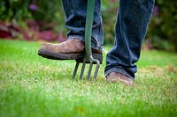 Lawncare, aerating a compacted lawn using a long-handled border fork