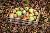 Wooden basket filled with harvested apples ready to store