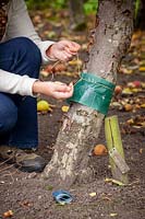 Putting a grease band on the trunk of an apple tree to trap winter moths