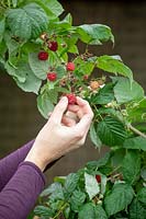 Harvesting soft fruit -  raspberries