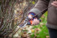 Pruning apple cordons in dormant season, cutting back by a third to just above a bud