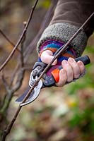 Pruning apple cordons when dormant, cutting back by a third to just above a bud