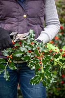 Cutting stems of Ilex - holly - with berries for decorating the house 