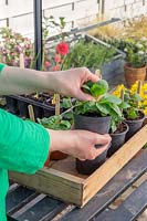 Woman carefully pinching out the top shoot of a Petunia  summer bedding plant to encourage bushy growth