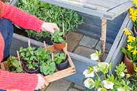 Person placing potted summer bedding plugs in cold frame for protection against frost