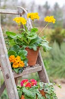 View of potted Primulas arranged on wooden stepladder.