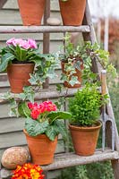 View of potted Primulas and conifers arranged on wooden stepladder.