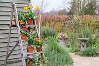 View of potted Primulas and conifers arranged on wooden stepladder.