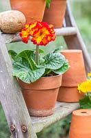 View of potted Primula arranged on wooden stepladder.