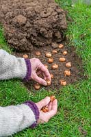 Person planting Crocus bulbs under cut back section of turf