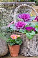 Wicker basket displaying Ornamental cabbages and Primula