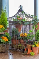 Large metal birdcage with terracotta pots of flowering Primulas and conifers