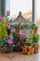 Large metal birdcage with terracotta pots of flowering Primulas, Helleborus and conifers.