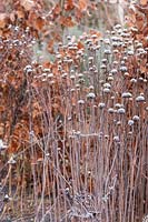 Monarda seed heads in frost