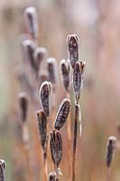Iris sibirica seed heads in frost