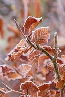 Fagus sylvatica - Beech - in frost