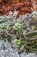 Helleborus argutifolius - Holly-leaved Hellebore - in frost.