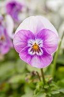 Viola cornuta 'Sorbet Pink Halo'