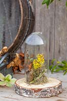 Winter decoration of moss, cones, twigs and Hamamelis - Witch hazel flowers - under ornamental glass cloche. 