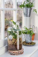 Glass jar terrarium with indoor fern on windowsill. 