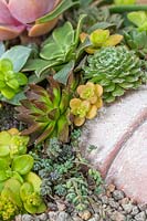 Mixed succulents in a pot planted in a shallow container - painting a picture with plants