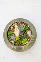 Mix of succulents and shells in  glazed green pot topped with gravel