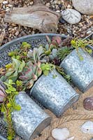 Mixed succulents planted in three metal pots displayed in a metal tray with gravel