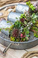 Mixed succulents in three metal pots displayed in metal tray with gravel surrounded by seaside items
