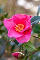 Camellia x williamsii 'Simon Bolitho'
