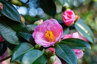 Camellia x williamsii 'Coppelia'