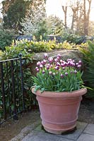 Tulipa 'Rems Favourite' in terracotta pot