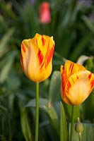 Tulipa 'Olympic Flame'
